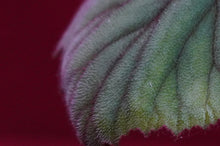 Load image into Gallery viewer, Begonia Sericoneura Var, Lindleyana 2" Pot
