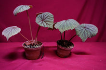 Load image into Gallery viewer, Begonia Sericoneura Var, Lindleyana 2" Pot
