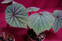 Load image into Gallery viewer, Begonia Sericoneura Var, Lindleyana 2" Pot
