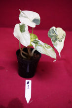 Load image into Gallery viewer, Alocasia Baginda Dragon Scale Albo Galaxy 2" Pot #1
