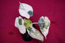 Load image into Gallery viewer, Alocasia Baginda Dragon Scale Albo Galaxy 2" Pot #1
