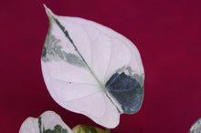 Load image into Gallery viewer, Alocasia Baginda Dragon Scale Albo Galaxy 2" Pot #1
