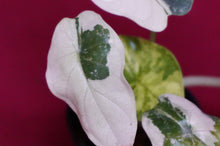 Load image into Gallery viewer, Alocasia Baginda Dragon Scale Albo Galaxy 2" Pot #1
