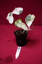 Load image into Gallery viewer, Alocasia Baginda Dragon Scale Albo Galaxy 2" Pot #1
