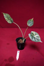 Load image into Gallery viewer, Alocasia Baginda Dragon Scale Albo Galaxy 2" Pot #2
