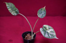 Load image into Gallery viewer, Alocasia Baginda Dragon Scale Albo Galaxy 2" Pot #2

