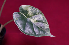Load image into Gallery viewer, Alocasia Baginda Dragon Scale Albo Galaxy 2" Pot #2

