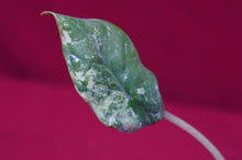 Load image into Gallery viewer, Alocasia Baginda Dragon Scale Albo Galaxy 2" Pot #2
