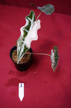 Load image into Gallery viewer, Alocasia Pink Nobilis Exact Plant #1
