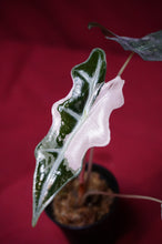 Load image into Gallery viewer, Alocasia Pink Nobilis Exact Plant #1
