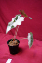 Load image into Gallery viewer, Alocasia Pink Nobilis Exact Plant #1
