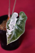 Load image into Gallery viewer, Alocasia Pink Nobilis Exact Plant #1
