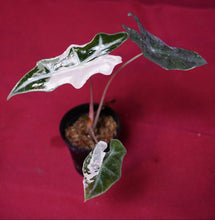 Load image into Gallery viewer, Alocasia Pink Nobilis Exact Plant #1
