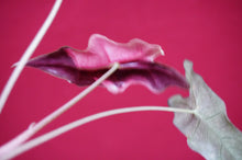 Load image into Gallery viewer, Alocasia Pink Nobilis Exact Plant #1
