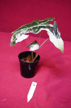Load image into Gallery viewer, Alocasia Pink Nobilis Exact Plant #2
