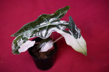 Load image into Gallery viewer, Alocasia Pink Nobilis Exact Plant #2

