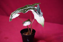 Load image into Gallery viewer, Alocasia Pink Nobilis Exact Plant #2
