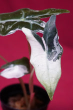 Load image into Gallery viewer, Alocasia Pink Nobilis Exact Plant #2
