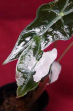 Load image into Gallery viewer, Alocasia Pink Nobilis Exact Plant #2
