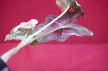 Load image into Gallery viewer, Alocasia Pink Nobilis Exact Plant #2
