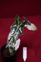 Load image into Gallery viewer, Alocasia Pink Nobilis Exact Plant #2
