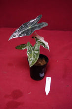 Load image into Gallery viewer, Alocasia Pink Nobilis Exact Plant #3
