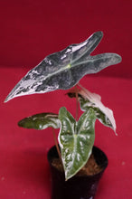 Load image into Gallery viewer, Alocasia Pink Nobilis Exact Plant #3
