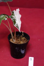 Load image into Gallery viewer, Alocasia Pink Nobilis Exact Plant #3
