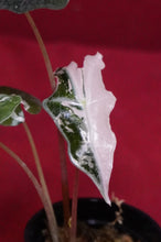 Load image into Gallery viewer, Alocasia Pink Nobilis Exact Plant #3
