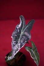 Load image into Gallery viewer, Alocasia Pink Nobilis Exact Plant #3
