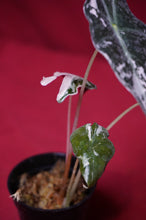 Load image into Gallery viewer, Alocasia Pink Nobilis Exact Plant #3
