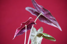 Load image into Gallery viewer, Alocasia Pink Nobilis Exact Plant #3
