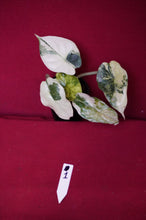Load image into Gallery viewer, Alocasia Baginda Dragon Scale Albo Galaxy 2" Pot #1
