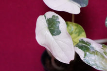 Load image into Gallery viewer, Alocasia Baginda Dragon Scale Albo Galaxy 2" Pot #1
