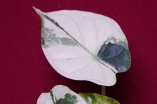 Load image into Gallery viewer, Alocasia Baginda Dragon Scale Albo Galaxy 2" Pot #1
