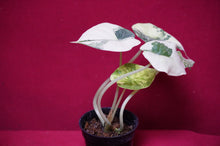 Load image into Gallery viewer, Alocasia Baginda Dragon Scale Albo Galaxy 2" Pot #1
