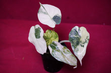Load image into Gallery viewer, Alocasia Baginda Dragon Scale Albo Galaxy 2" Pot #1
