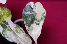 Load image into Gallery viewer, Alocasia Baginda Dragon Scale Albo Galaxy 2" Pot #1
