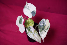 Load image into Gallery viewer, Alocasia Baginda Dragon Scale Albo Galaxy 2" Pot #1

