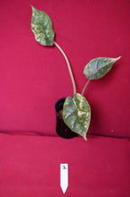 Load image into Gallery viewer, Alocasia Baginda Dragon Scale Albo Galaxy 2" Pot #2
