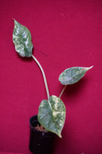 Load image into Gallery viewer, Alocasia Baginda Dragon Scale Albo Galaxy 2" Pot #2
