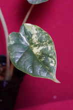 Load image into Gallery viewer, Alocasia Baginda Dragon Scale Albo Galaxy 2" Pot #2
