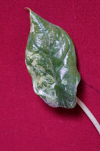 Load image into Gallery viewer, Alocasia Baginda Dragon Scale Albo Galaxy 2" Pot #2
