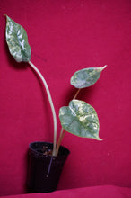 Load image into Gallery viewer, Alocasia Baginda Dragon Scale Albo Galaxy 2" Pot #2
