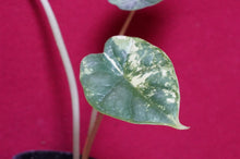 Load image into Gallery viewer, Alocasia Baginda Dragon Scale Albo Galaxy 2" Pot #2
