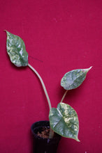 Load image into Gallery viewer, Alocasia Baginda Dragon Scale Albo Galaxy 2" Pot #2
