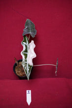 Load image into Gallery viewer, Alocasia Pink Nobilis Exact Plant #1
