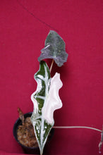 Load image into Gallery viewer, Alocasia Pink Nobilis Exact Plant #1
