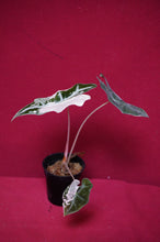 Load image into Gallery viewer, Alocasia Pink Nobilis Exact Plant #1
