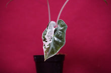 Load image into Gallery viewer, Alocasia Pink Nobilis Exact Plant #1
